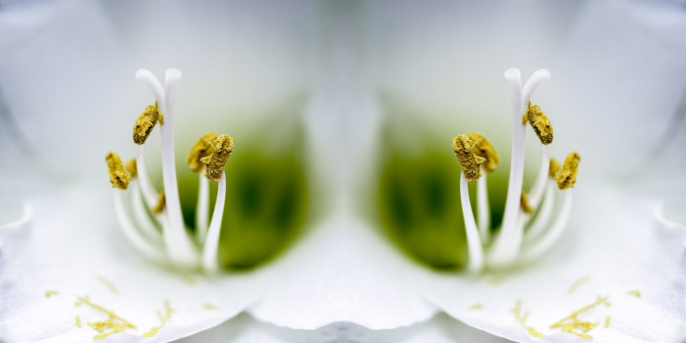 Pistille d'orchidé blanche - Fusion - France