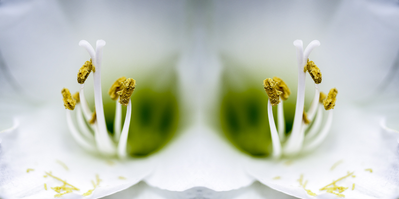 Pistille d'orchidé blanche - Fusion - France