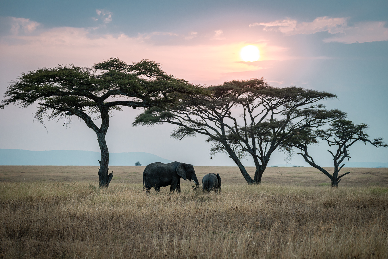 Couché de soleil sur le Serengeti - Tanzanie