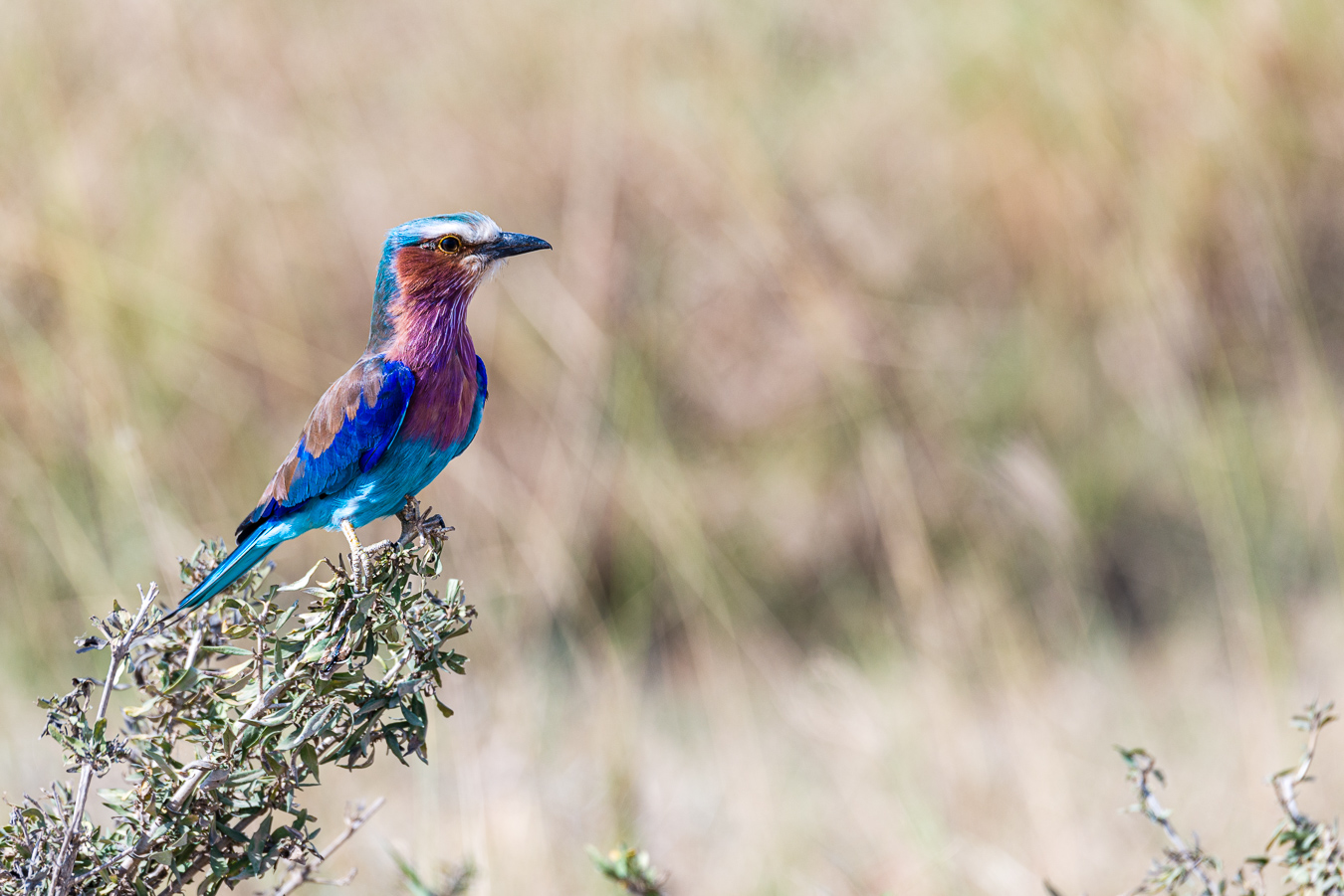 Rollier à long brins - Serengeti - Tanzanie